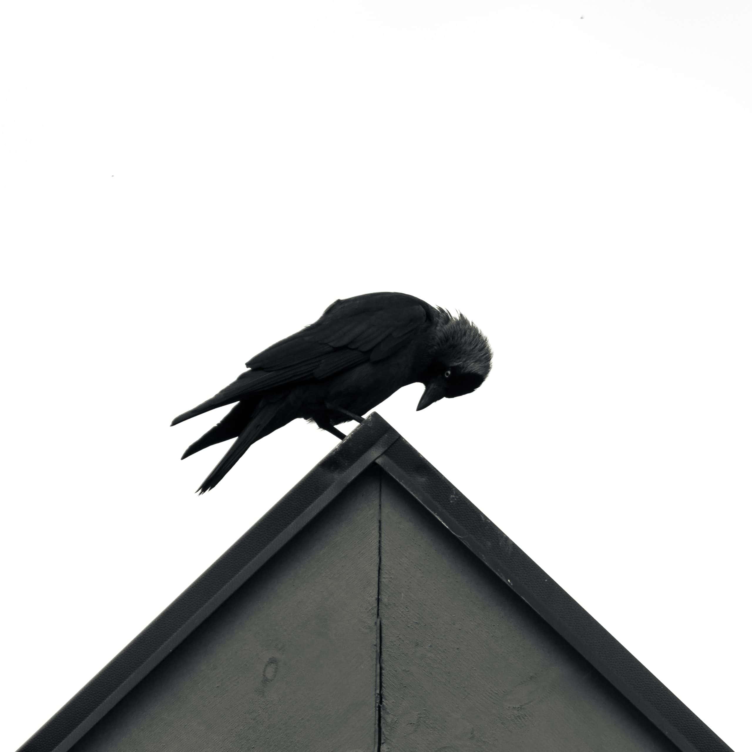 Kråka på taket
