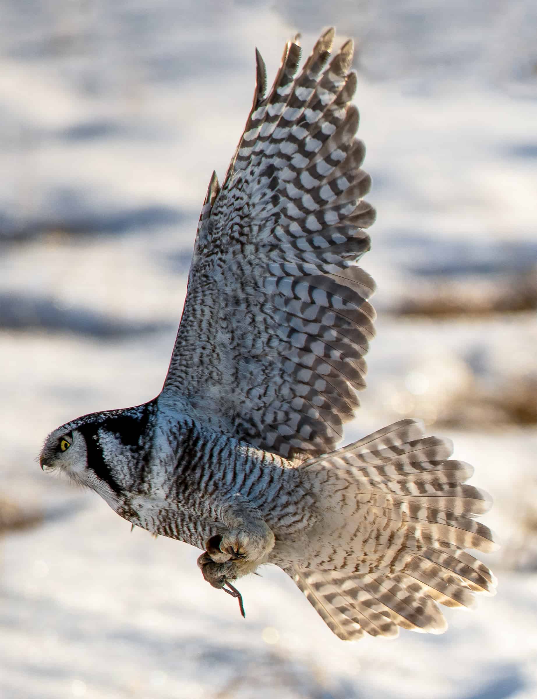 HawkOwl with mouse