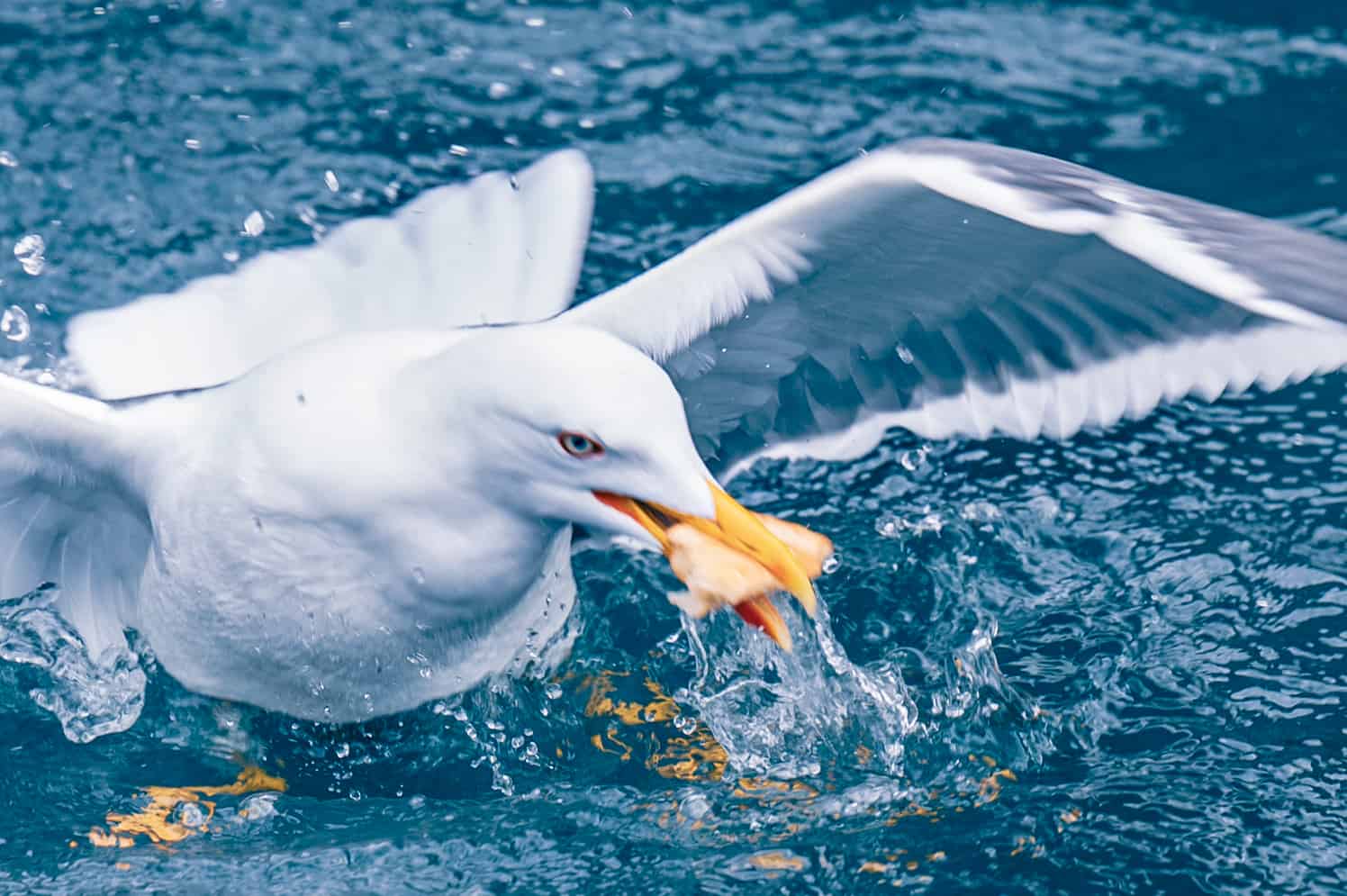 Seagull feast