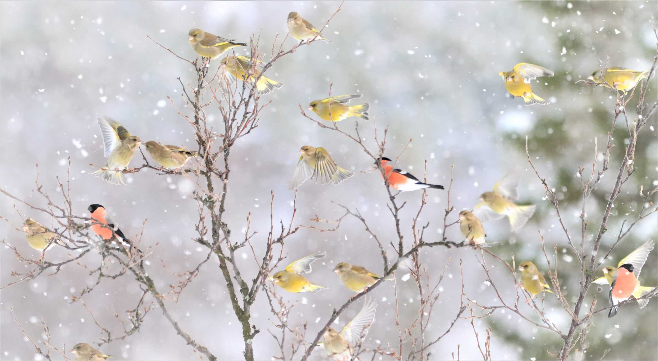 Fugler i snøfall
