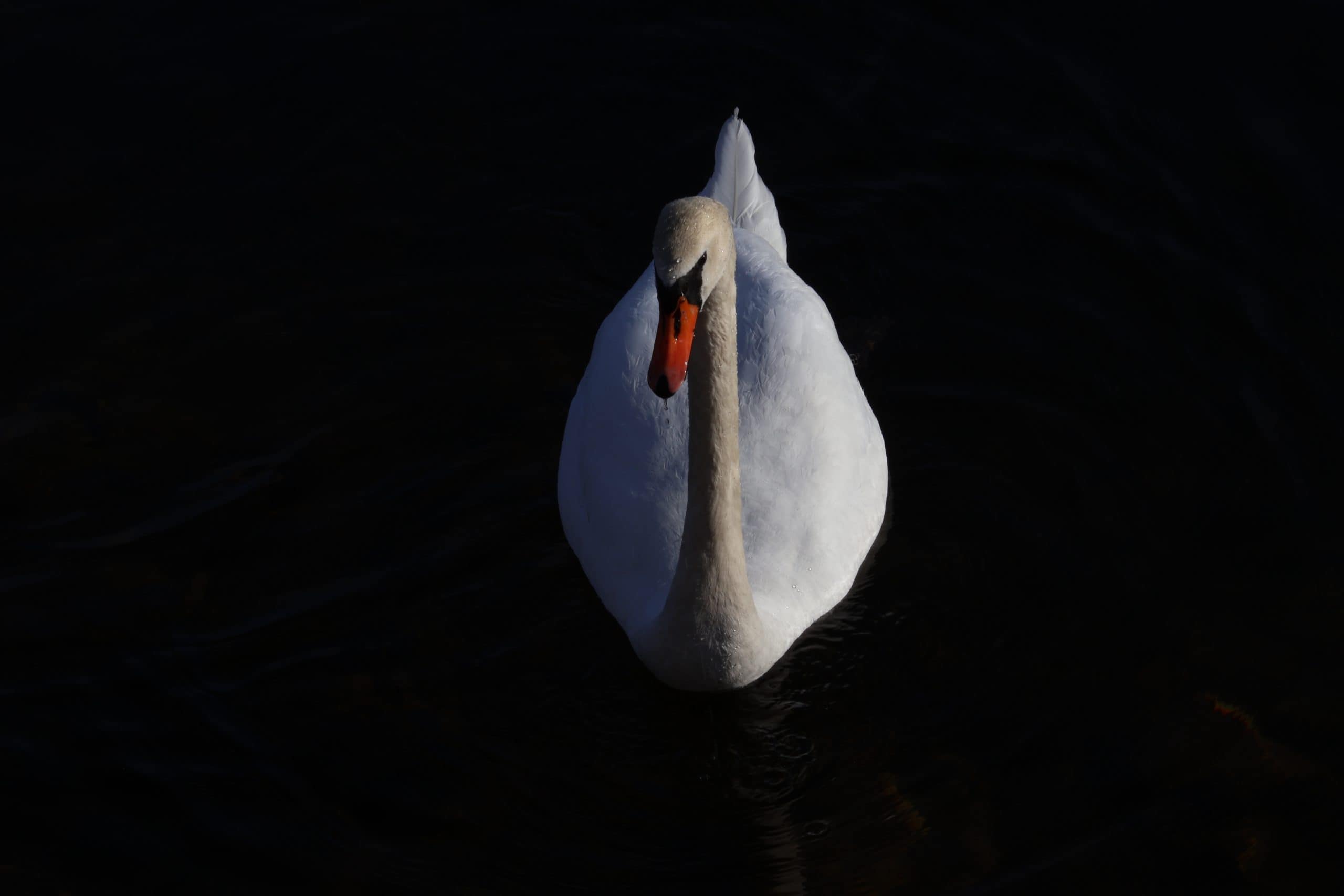 The Gracious Swan