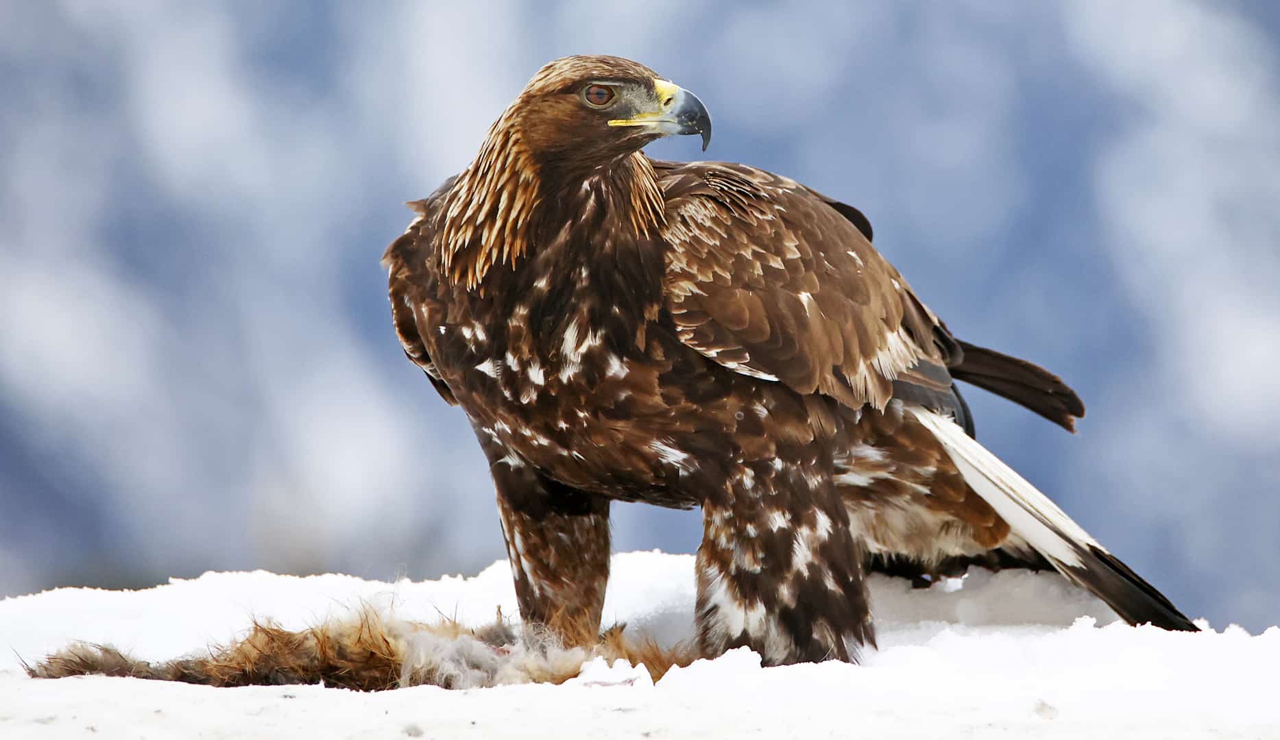 A meal for the Golden Eagles