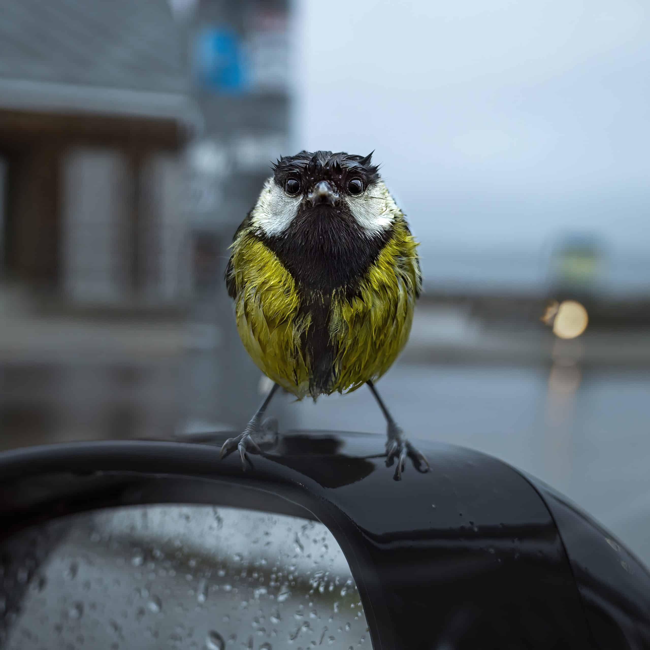 Angry (wet and hungry) Bird