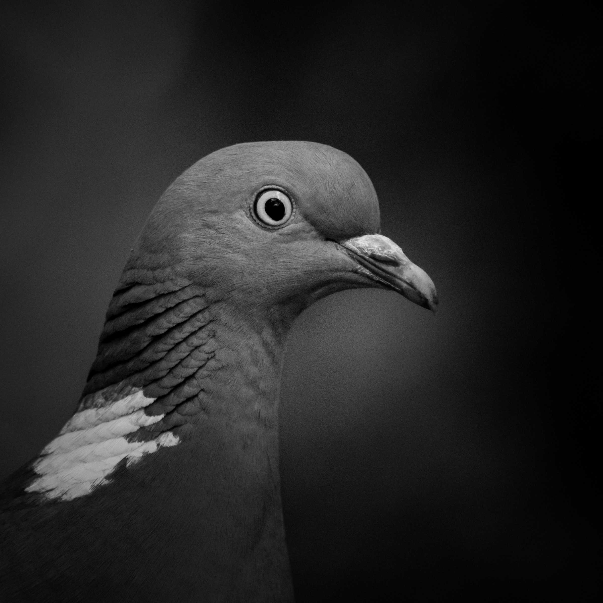 Portrett av en due