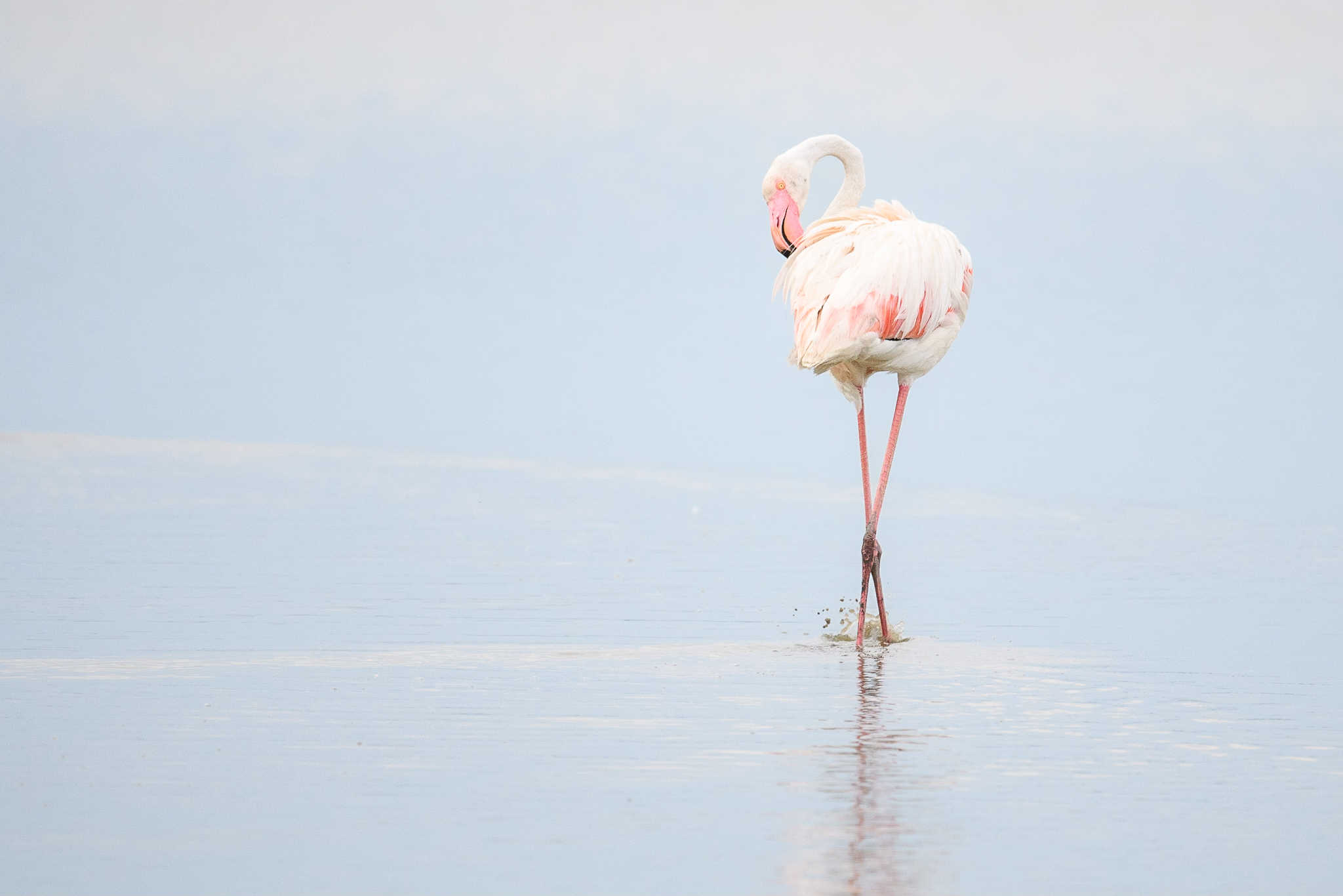 Pastell-Flamingo