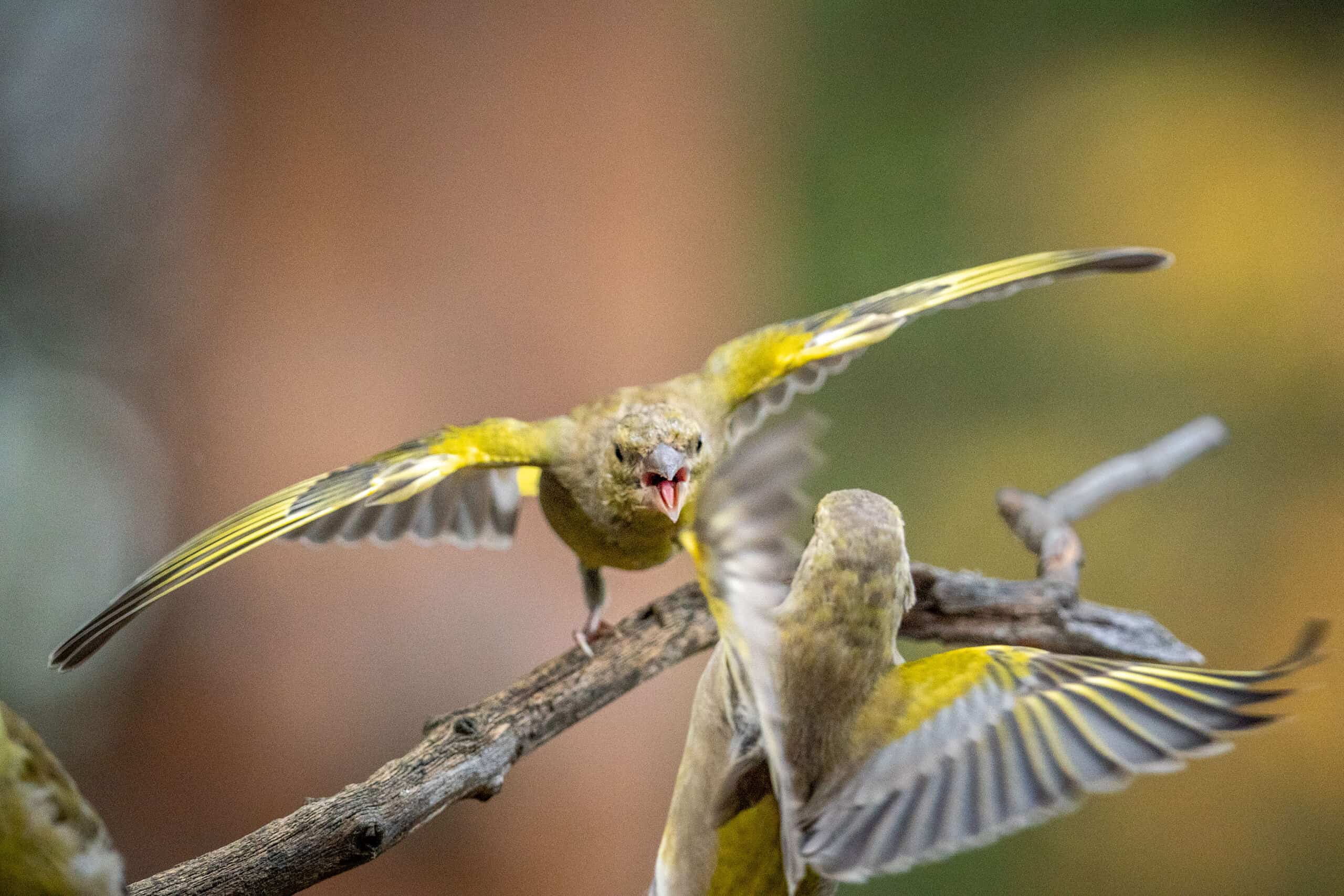 Grønnfink jager grønnfink
