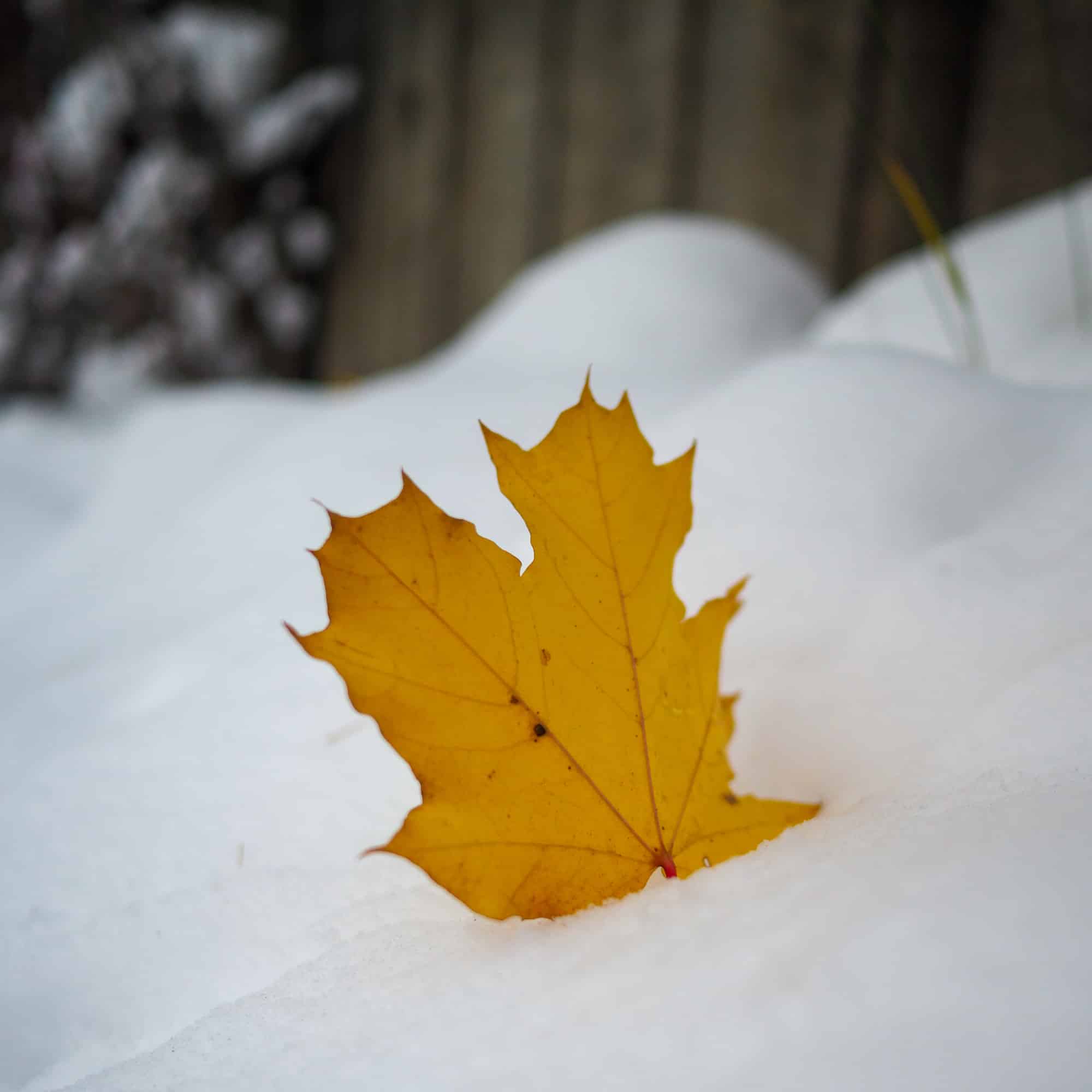 Bortblåst blad i snø på Helsfyr