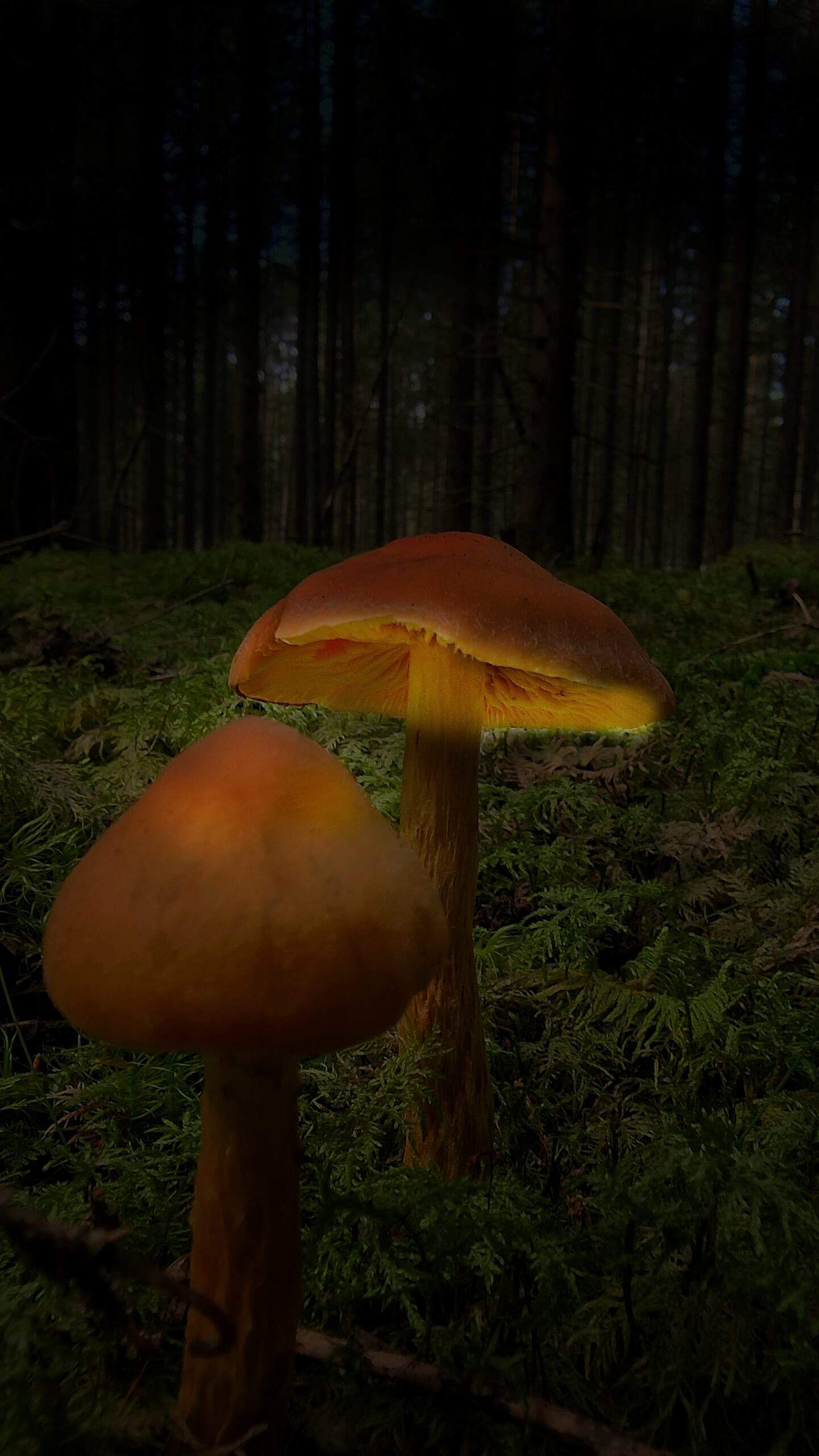 Luminous Mushroom