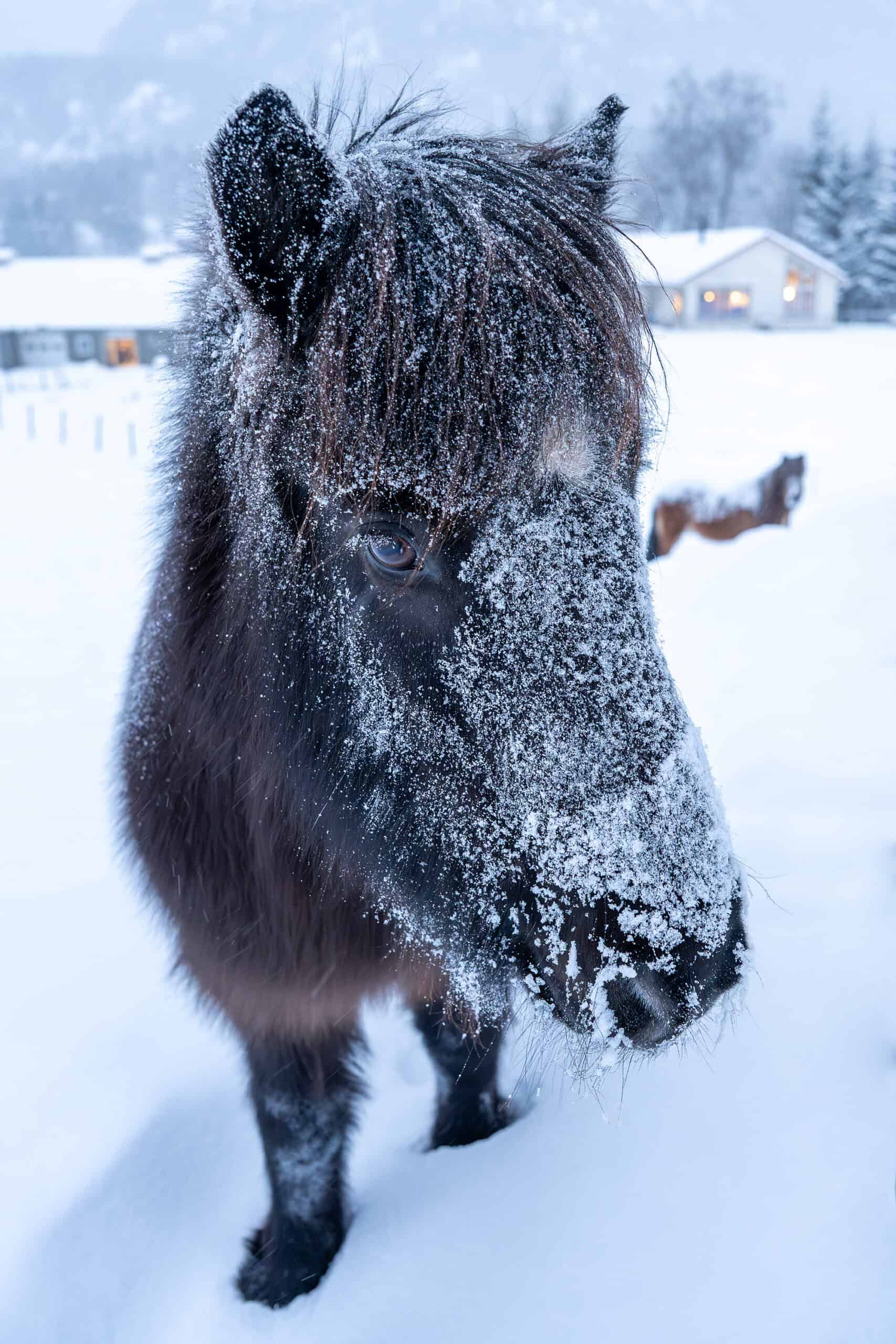 Hest i snøvær